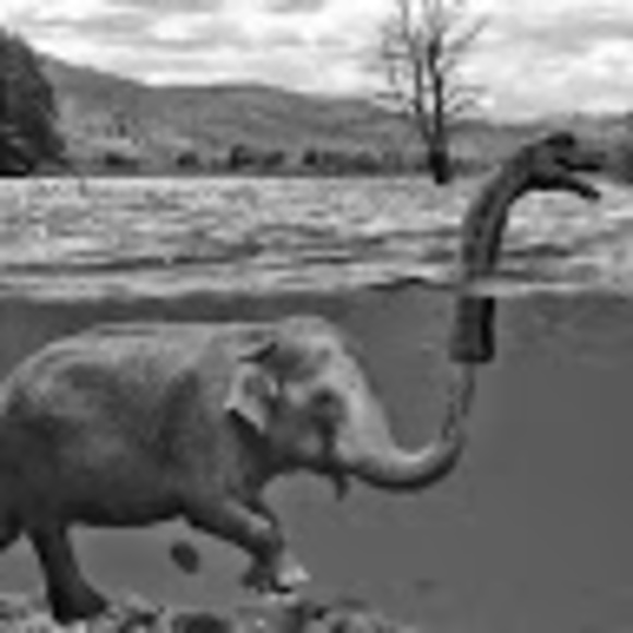 Meet your Posher, Samantha - Picture 1 of 1